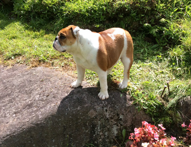 Daisy